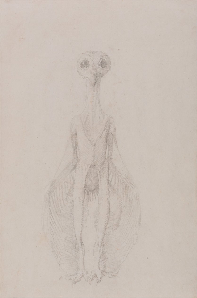 Összehasonlító anatómiai expozíció az emberi test felépítéséről egy tigris és egy társa ... alkotó: George Stubbs