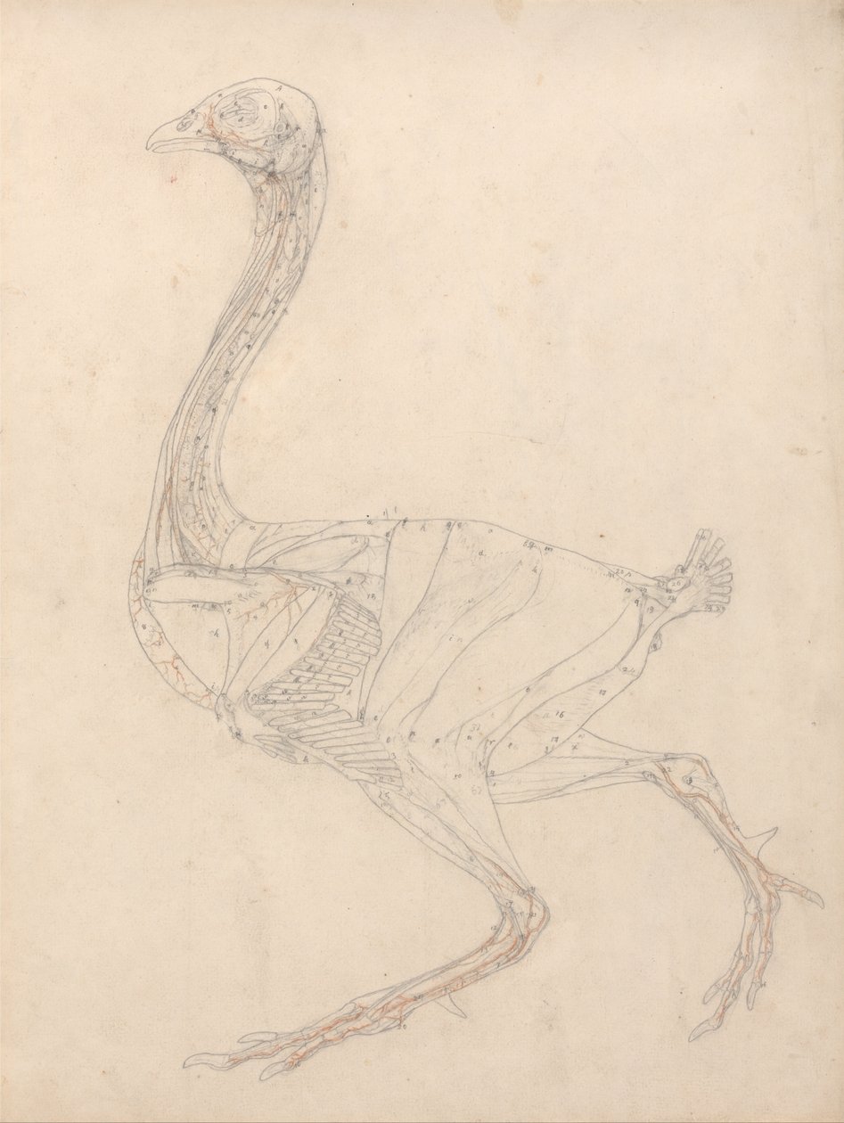 Az emberi test felépítésének összehasonlító anatómiai bemutatása a tigris és a ko... alkotó: George Stubbs