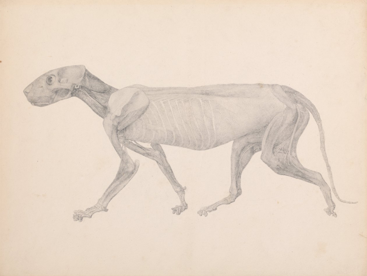 Összehasonlító anatómiai expozíció az emberi test felépítéséről egy tigris és egy társa ... alkotó: George Stubbs