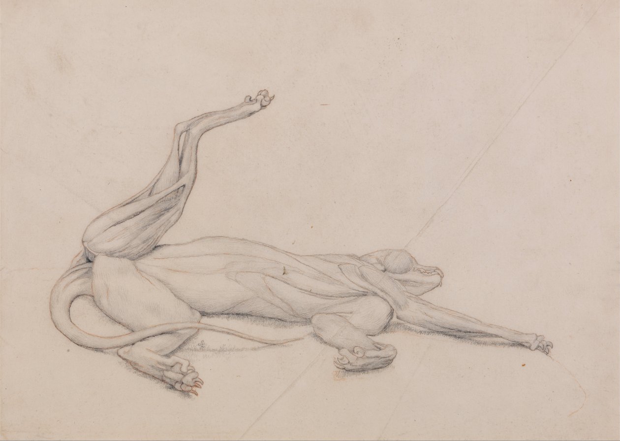 Összehasonlító anatómiai expozíció az emberi test felépítéséről egy tigris és egy társa ... alkotó: George Stubbs