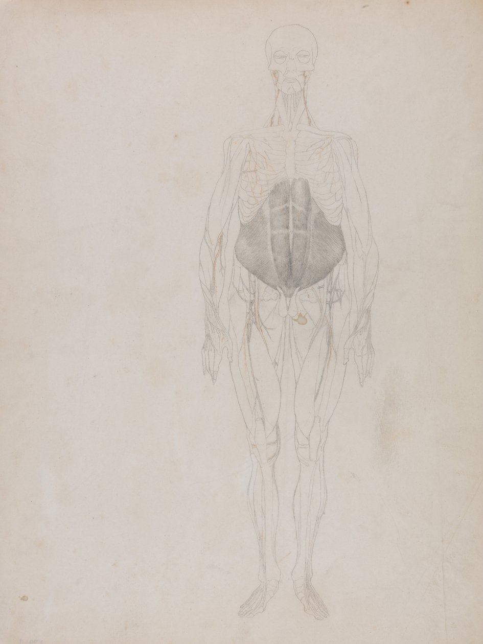 Összehasonlító anatómiai expozíció az emberi test felépítéséről egy tigris és egy társa ... alkotó: George Stubbs
