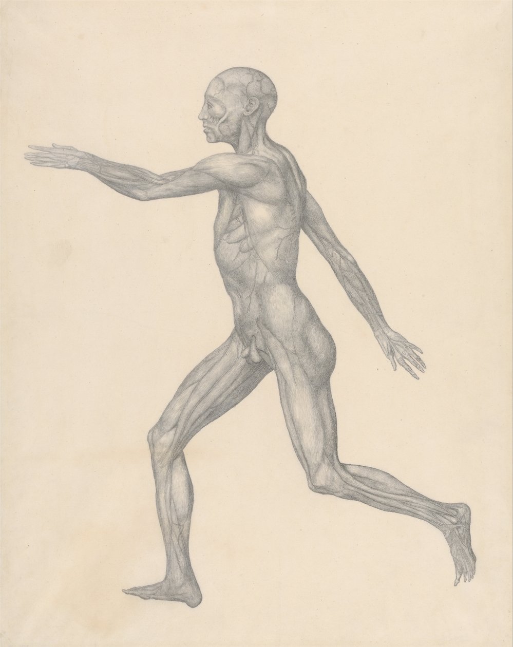 Összehasonlító anatómiai expozíció az emberi test felépítéséről egy tigris és egy társa ... alkotó: George Stubbs