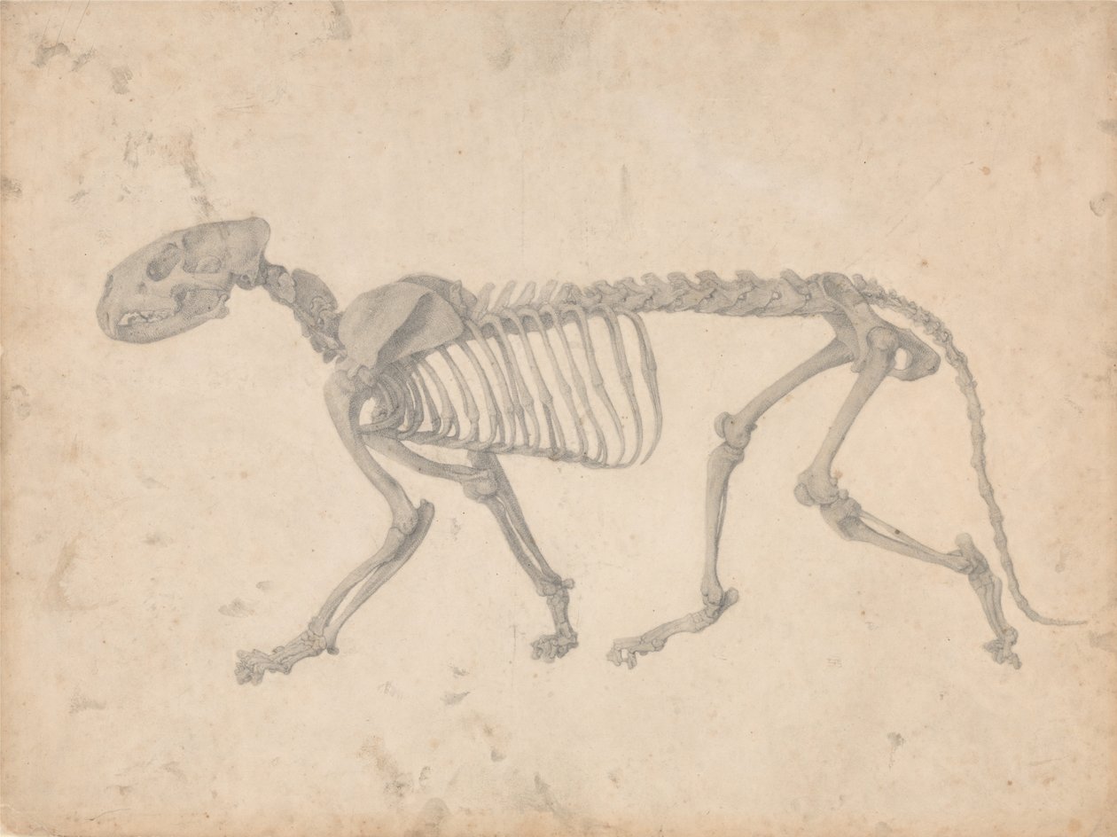 Összehasonlító anatómiai expozíció az emberi test felépítéséről a tigrisével alkotó: George Stubbs