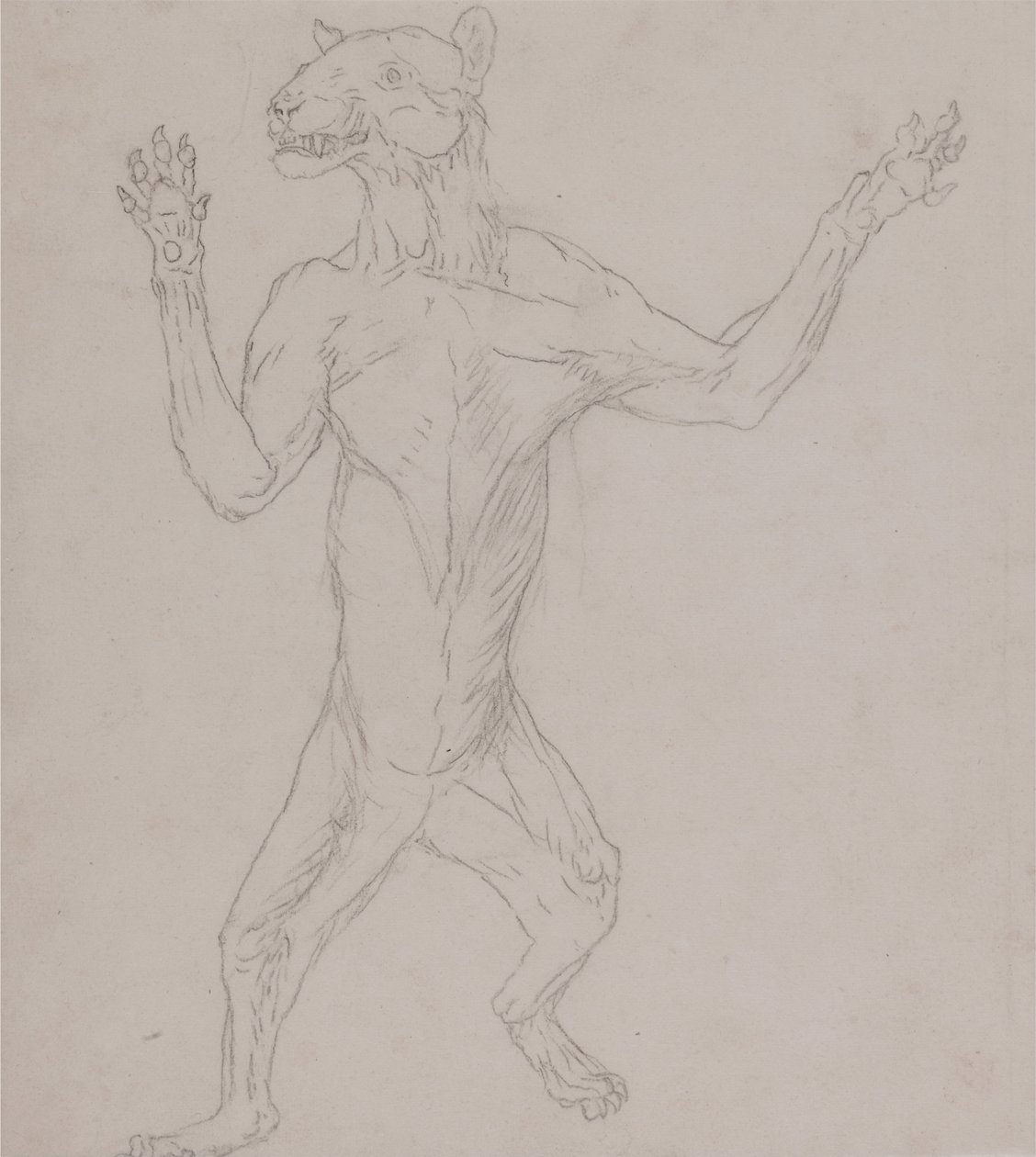 Összehasonlító anatómiai expozíció az emberi test felépítéséről egy tigris és egy társa ... alkotó: George Stubbs