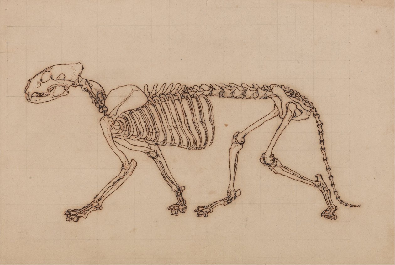 Összehasonlító anatómiai expozíció az emberi test felépítéséről egy tigris és egy társa ... alkotó: George Stubbs