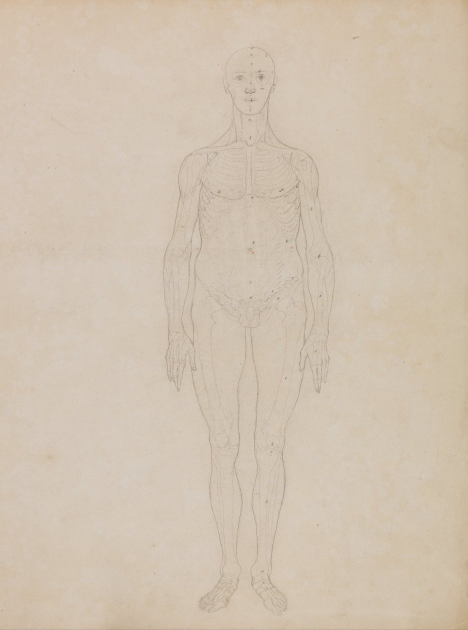 Összehasonlító anatómiai expozíció az emberi test felépítéséről egy tigris és egy társa ... alkotó: George Stubbs
