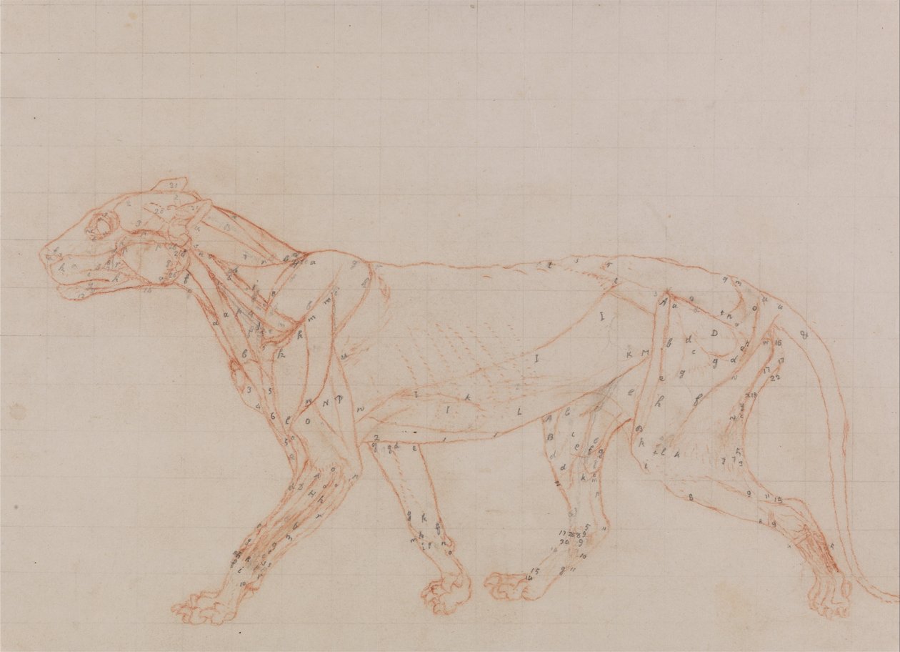 Az emberi test felépítésének összehasonlító anatómiai bemutatása a tigris és a ko... alkotó: George Stubbs