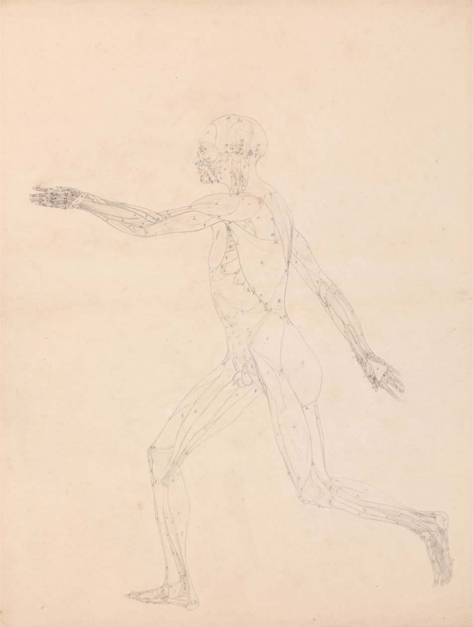 Az emberi test felépítésének összehasonlító anatómiai bemutatása a tigris és a ko... alkotó: George Stubbs