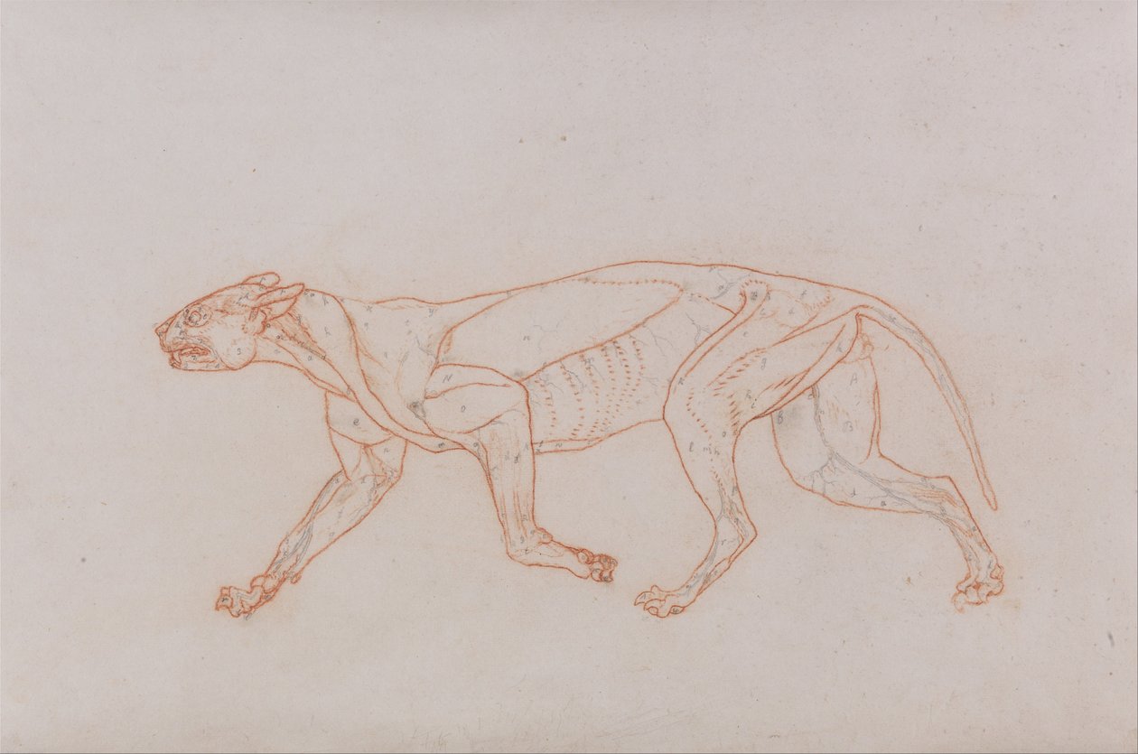 Az emberi test felépítésének összehasonlító anatómiai bemutatása a tigris és a ko... alkotó: George Stubbs