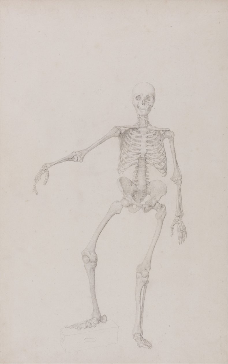 Az emberi test felépítésének összehasonlító anatómiai bemutatása a tigris és a ko... alkotó: George Stubbs