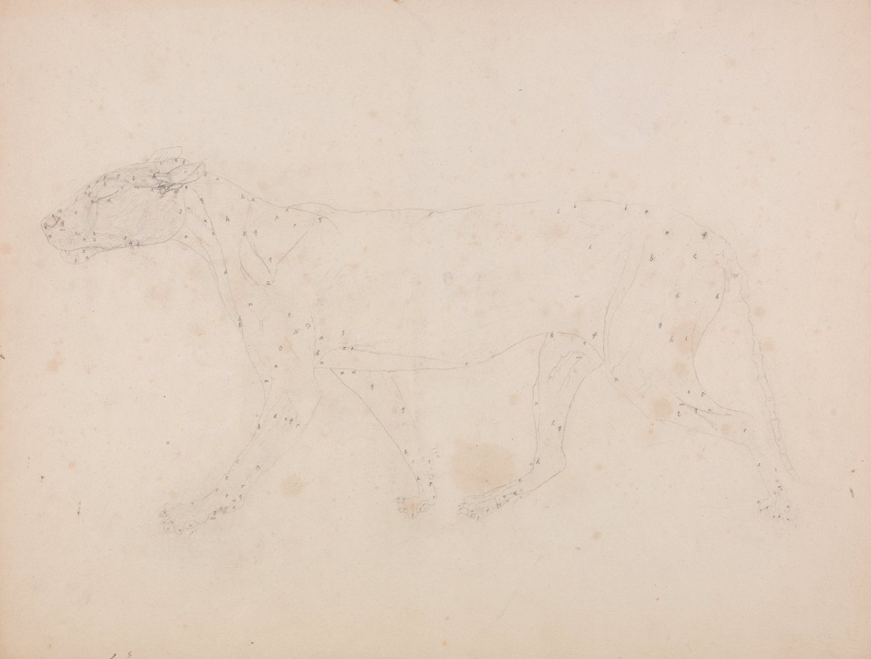 Az emberi test felépítésének összehasonlító anatómiai bemutatása a tigris és a ko... alkotó: George Stubbs