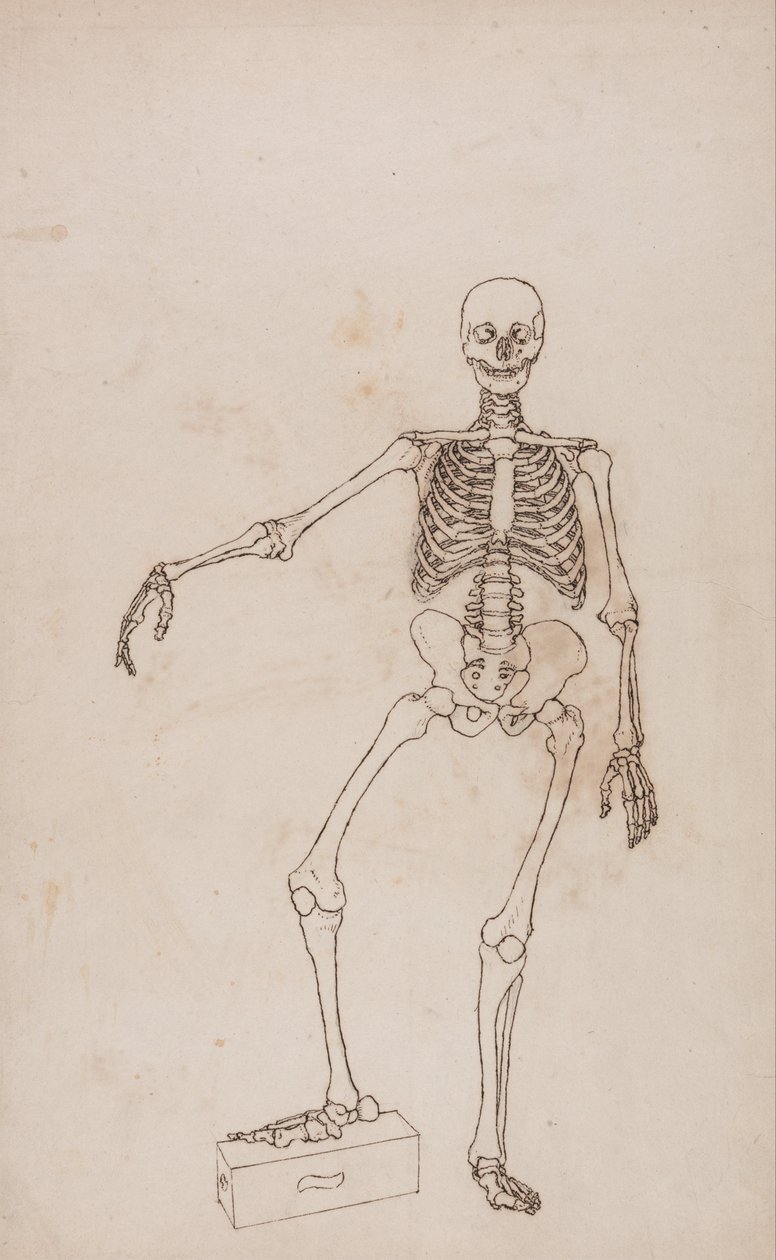 Az emberi test felépítésének összehasonlító anatómiai bemutatása a tigris és a ko... alkotó: George Stubbs