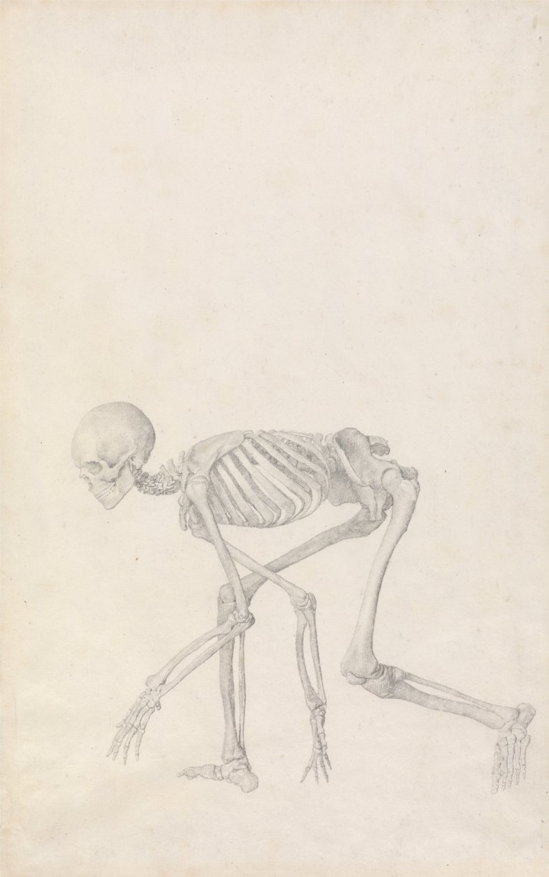 Az emberi test felépítésének összehasonlító anatómiai bemutatása a tigris és a ko... alkotó: George Stubbs