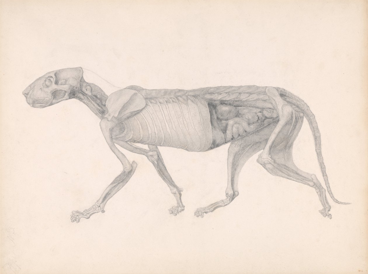 Az emberi test felépítésének összehasonlító anatómiai bemutatása a tigris és a ko... alkotó: George Stubbs