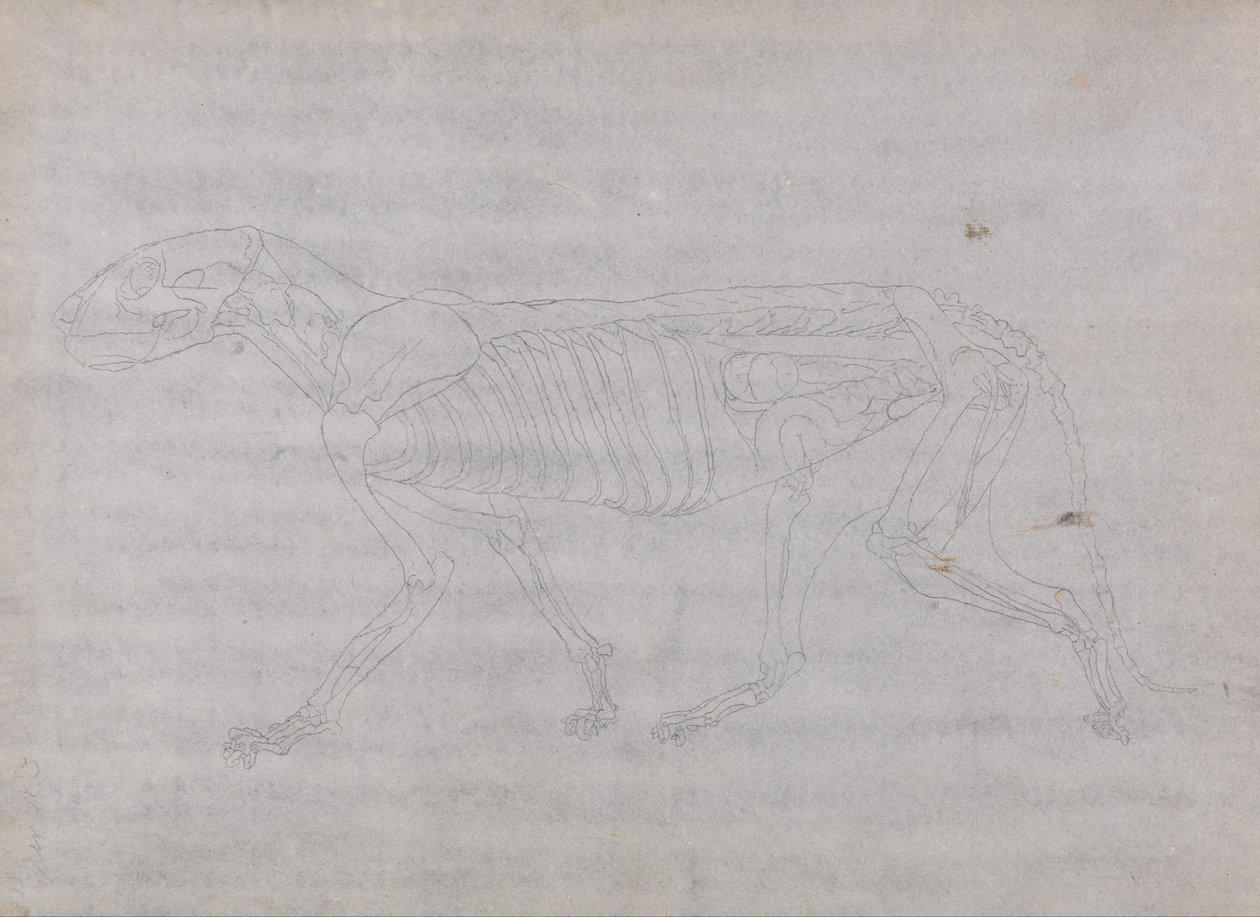 Az emberi test felépítésének összehasonlító anatómiai bemutatása a tigris és a ko... alkotó: George Stubbs