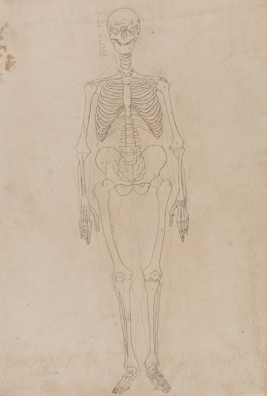Az emberi test felépítésének összehasonlító anatómiai bemutatása a tigris és a ko... alkotó: George Stubbs
