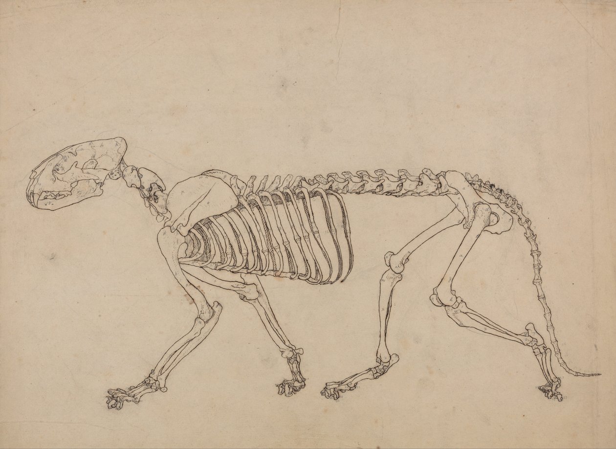Az emberi test felépítésének összehasonlító anatómiai bemutatása a tigris és a ko... alkotó: George Stubbs