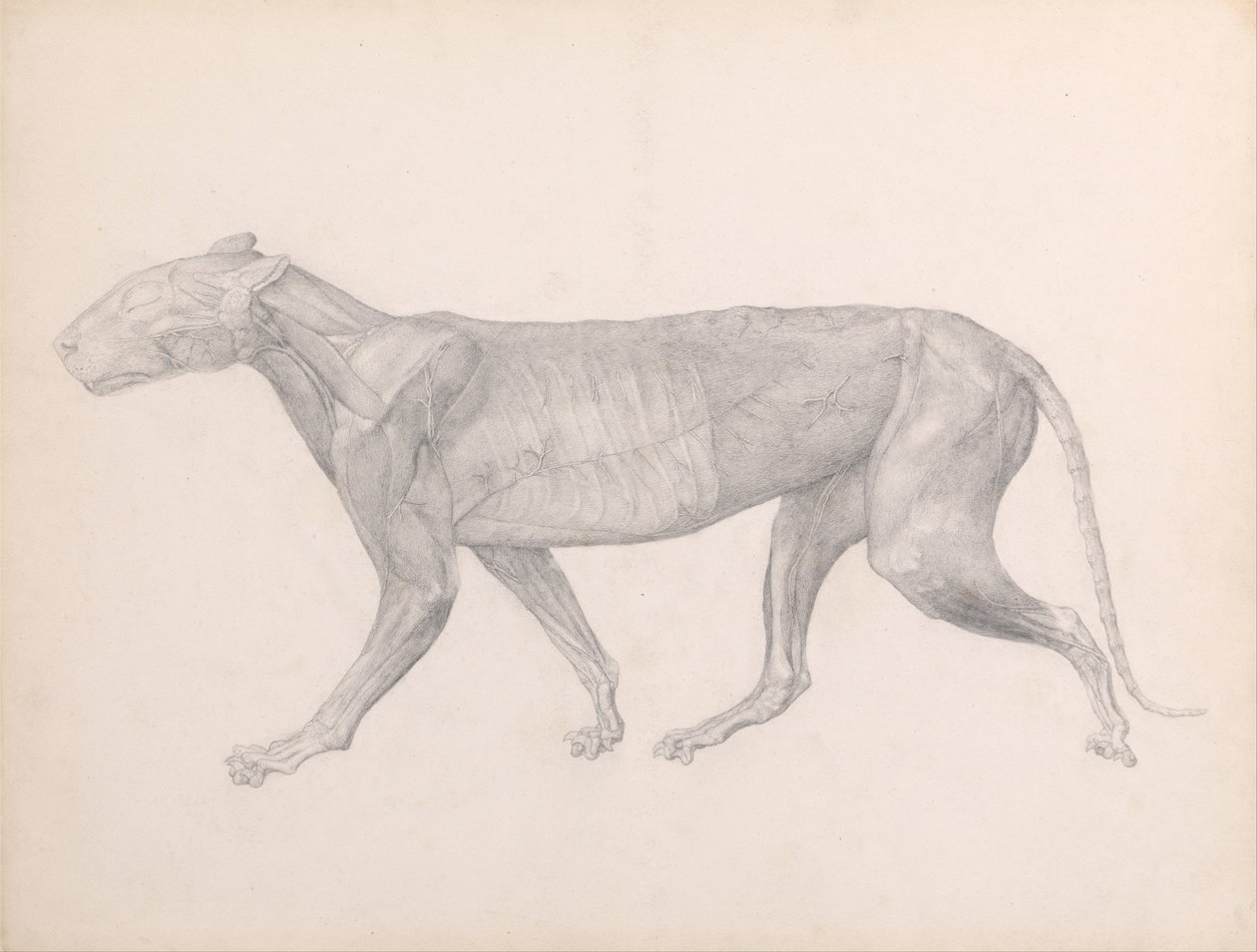 Az emberi test felépítésének összehasonlító anatómiai bemutatása a tigris és a ko... alkotó: George Stubbs