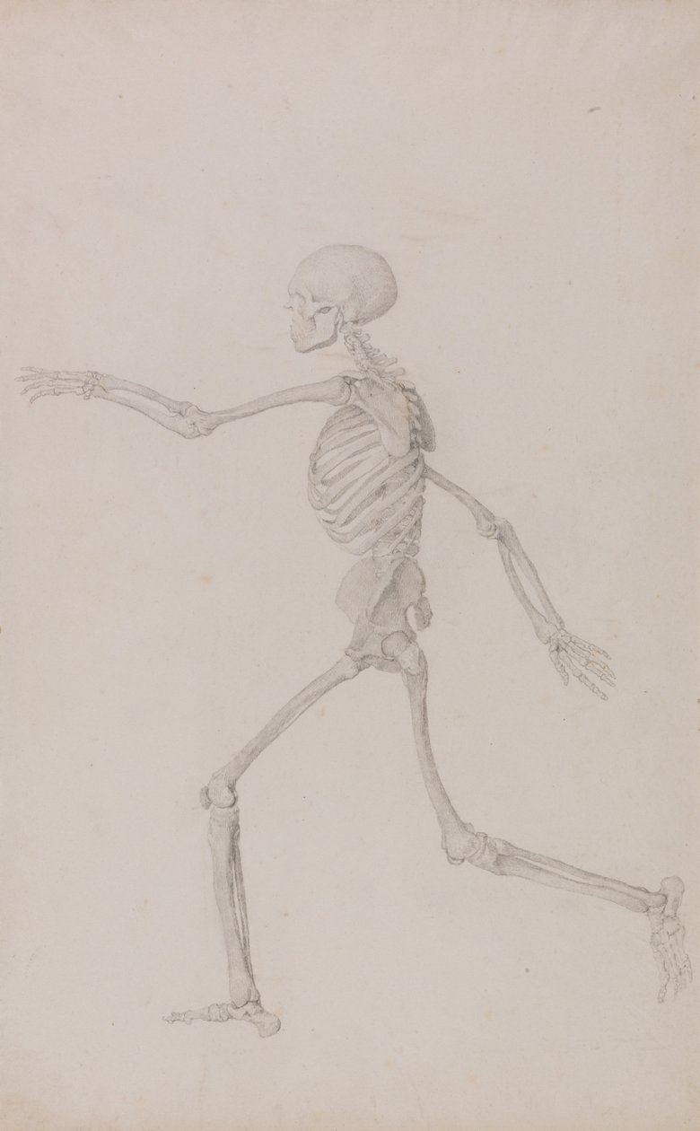 Az emberi test felépítésének összehasonlító anatómiai bemutatása a tigris és a ko... alkotó: George Stubbs