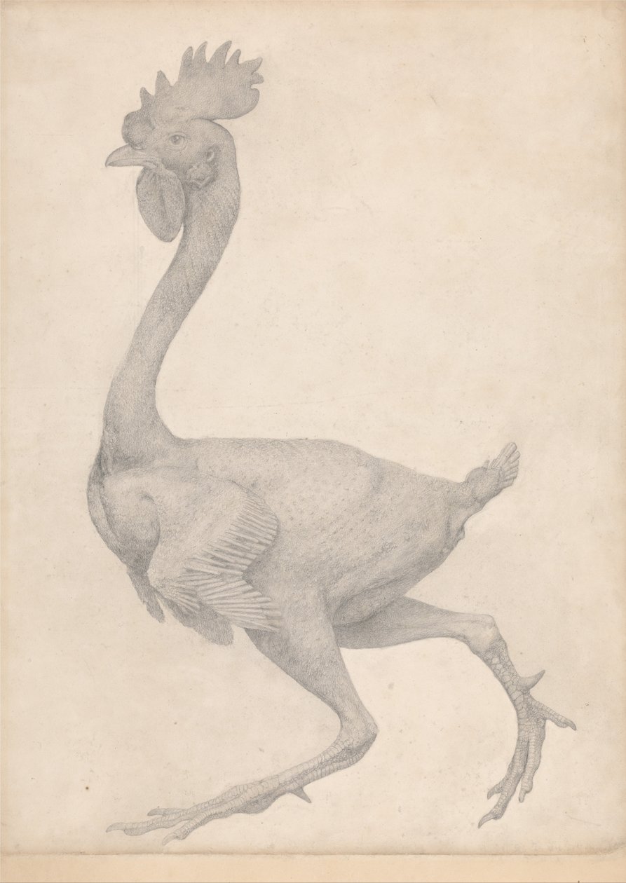 Az emberi test felépítésének összehasonlító anatómiai bemutatása a tigris és a ko... alkotó: George Stubbs