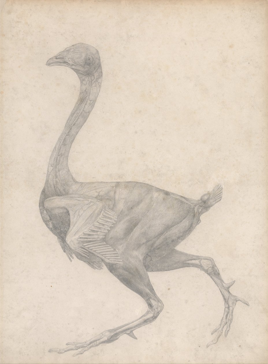 Az emberi test felépítésének összehasonlító anatómiai bemutatása a tigris és a ko... alkotó: George Stubbs