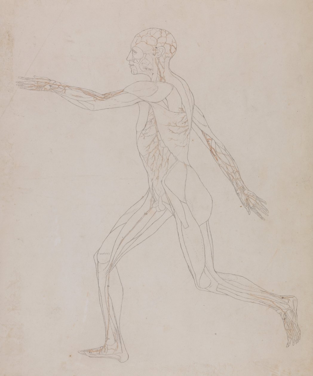 Az emberi test felépítésének összehasonlító anatómiai bemutatása a tigris és a ko... alkotó: George Stubbs