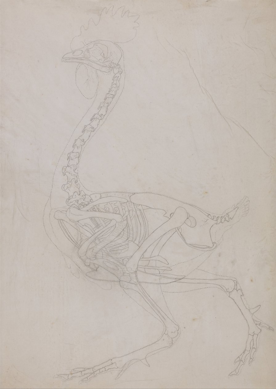 Az emberi test felépítésének összehasonlító anatómiai bemutatása a tigris és a ko... alkotó: George Stubbs