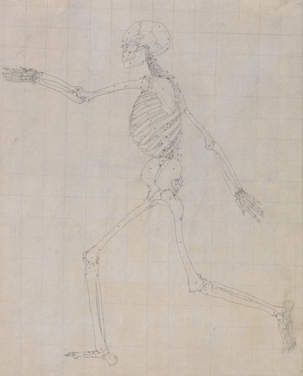 Az emberi test felépítésének összehasonlító anatómiai bemutatása a tigris és a ko... alkotó: George Stubbs