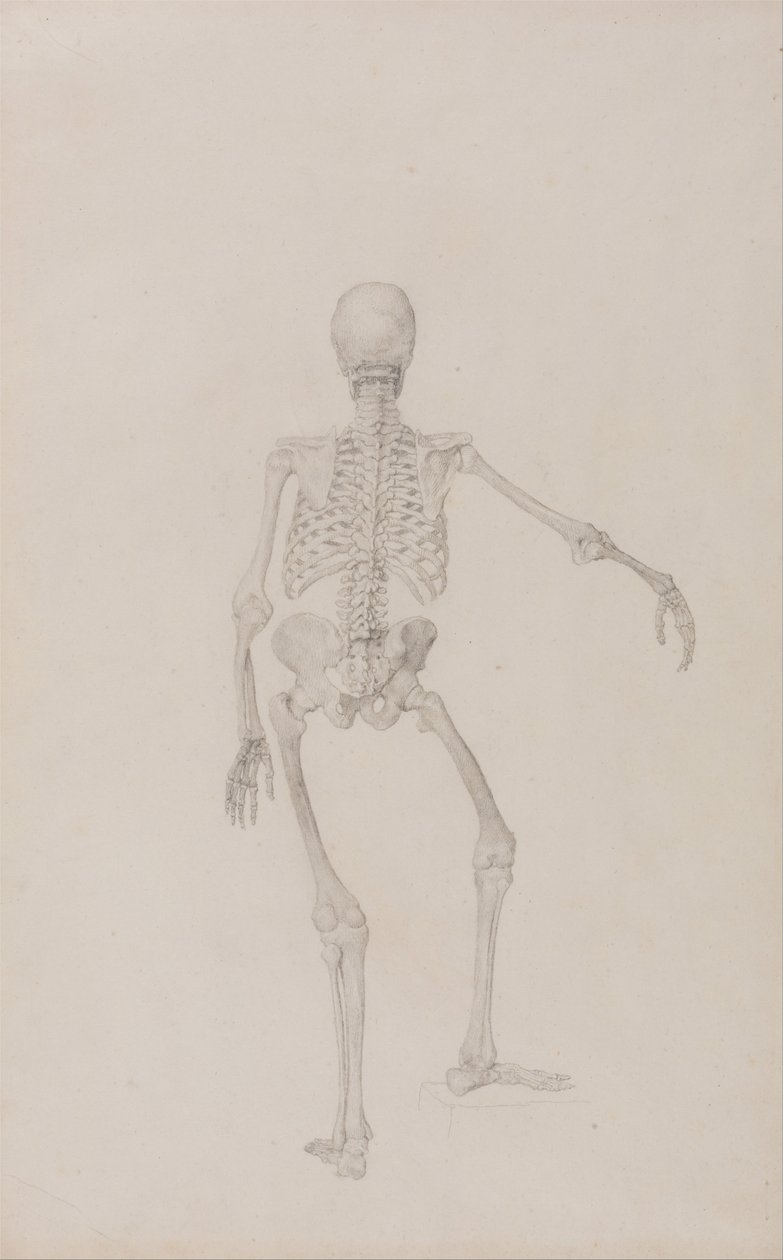 Az emberi test felépítésének összehasonlító anatómiai bemutatása a tigris és a ko... alkotó: George Stubbs