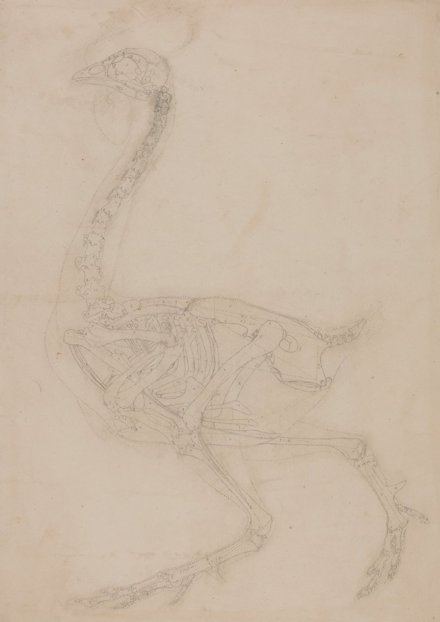 Az emberi test felépítésének összehasonlító anatómiai bemutatása a tigris és a ko... alkotó: George Stubbs