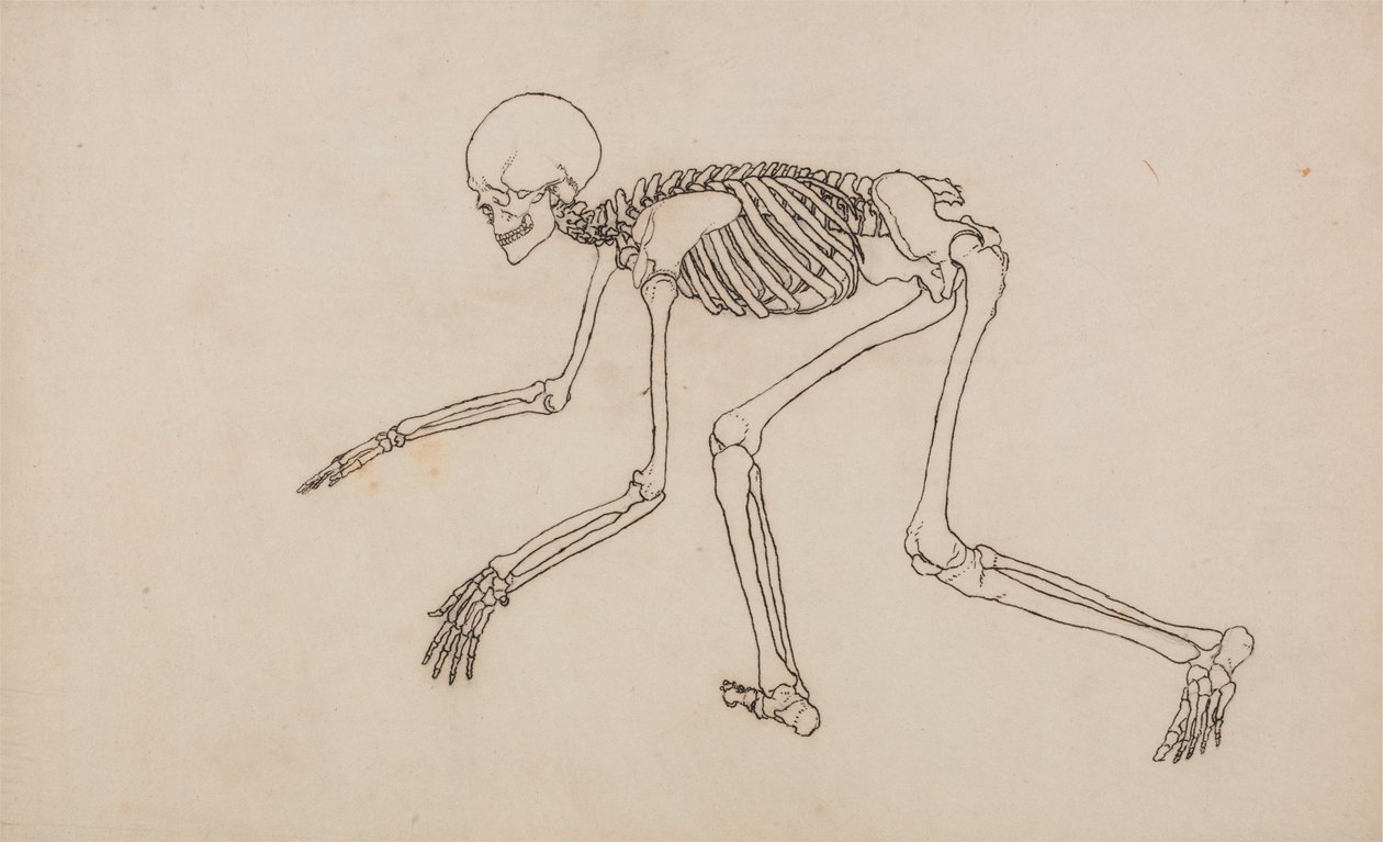 Összehasonlító anatómiai expozíció az emberi test felépítéséről egy tigris és egy társa ... alkotó: George Stubbs