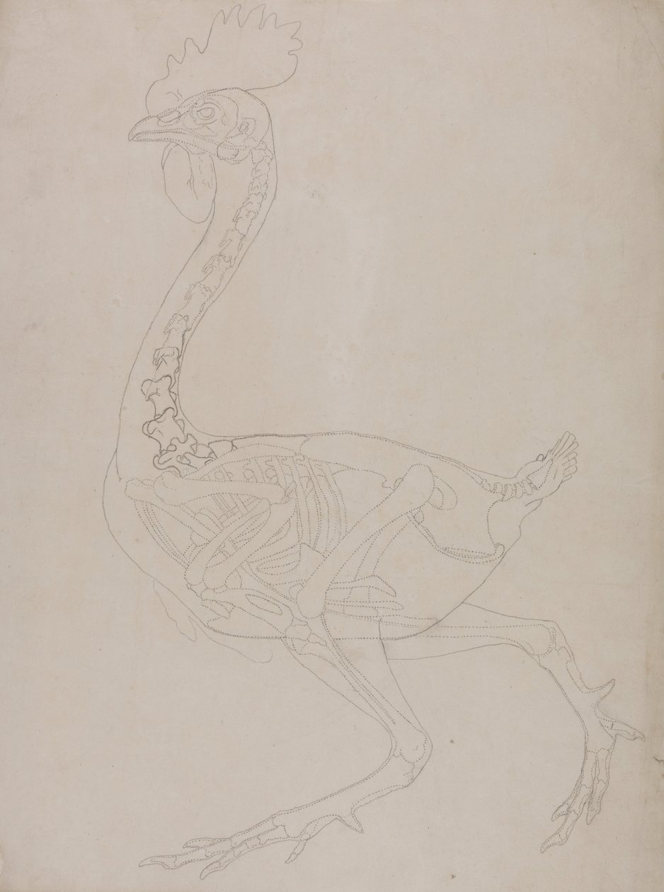 Összehasonlító anatómiai expozíció az emberi test felépítéséről egy tigris és egy társa ... alkotó: George Stubbs