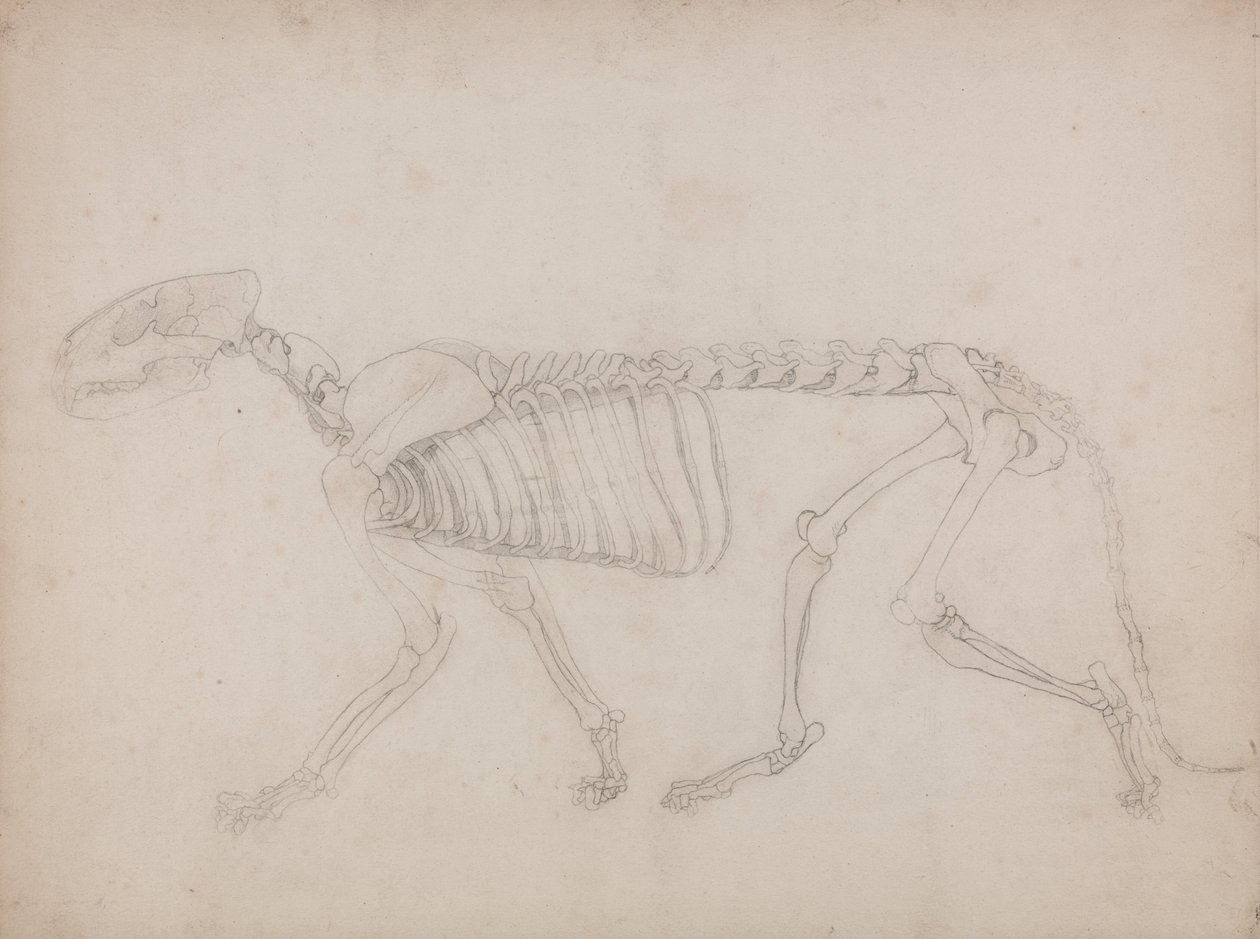 Összehasonlító anatómiai expozíció az emberi test felépítéséről egy tigris és egy társa ... alkotó: George Stubbs