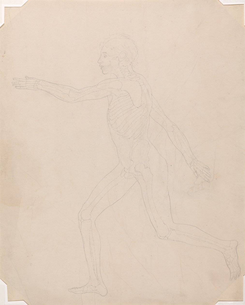 Összehasonlító anatómiai expozíció az emberi test felépítéséről egy tigris és egy társa ... alkotó: George Stubbs