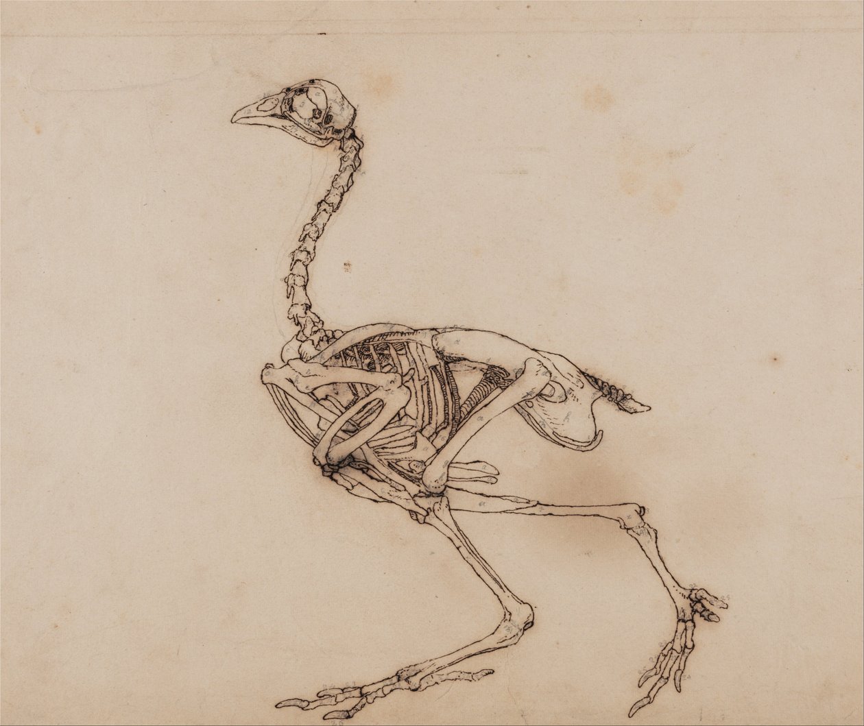 Az emberi test felépítésének összehasonlító anatómiai bemutatása a tigris és a ko... alkotó: George Stubbs