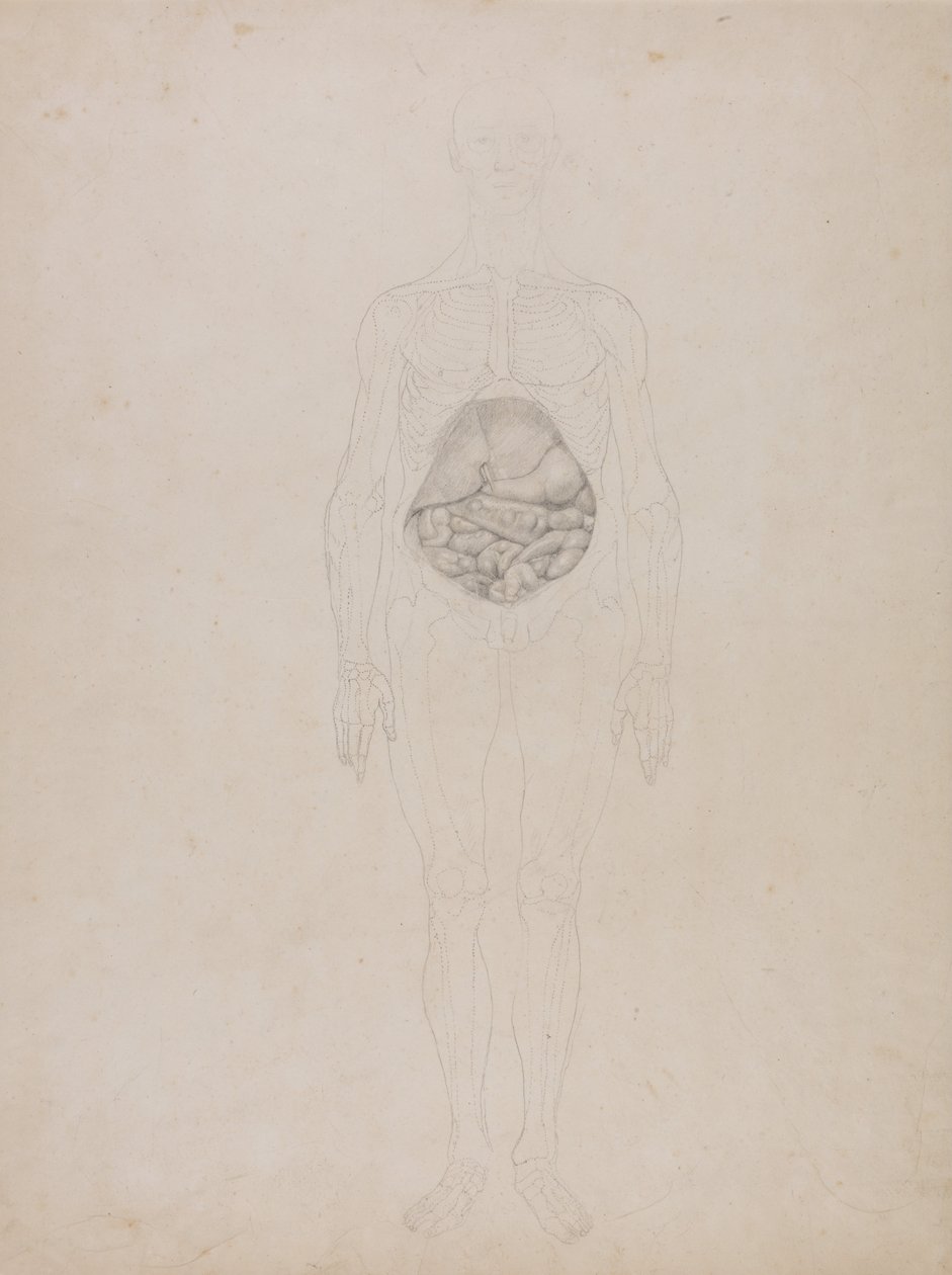 Összehasonlító anatómiai expozíció az emberi test felépítéséről egy tigris és egy társa ... alkotó: George Stubbs