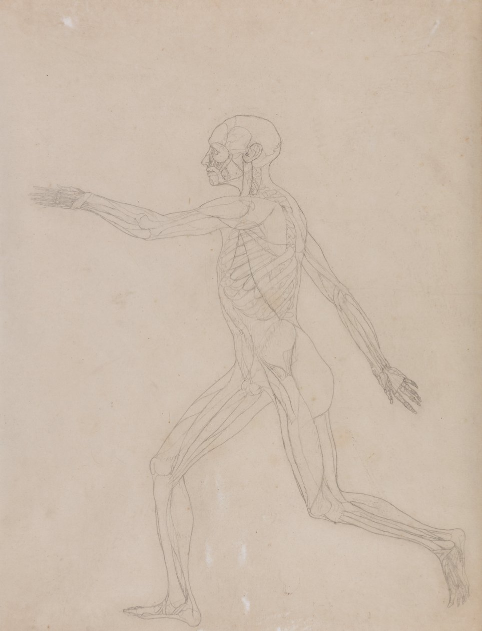 Összehasonlító anatómiai expozíció az emberi test felépítéséről egy tigris és egy társa ... alkotó: George Stubbs