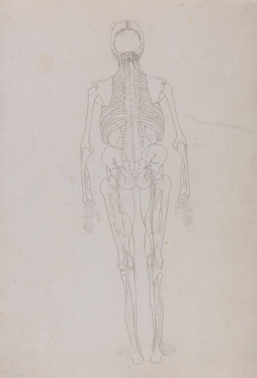 Összehasonlító anatómiai expozíció az emberi test felépítéséről egy tigris és egy társa ... alkotó: George Stubbs
