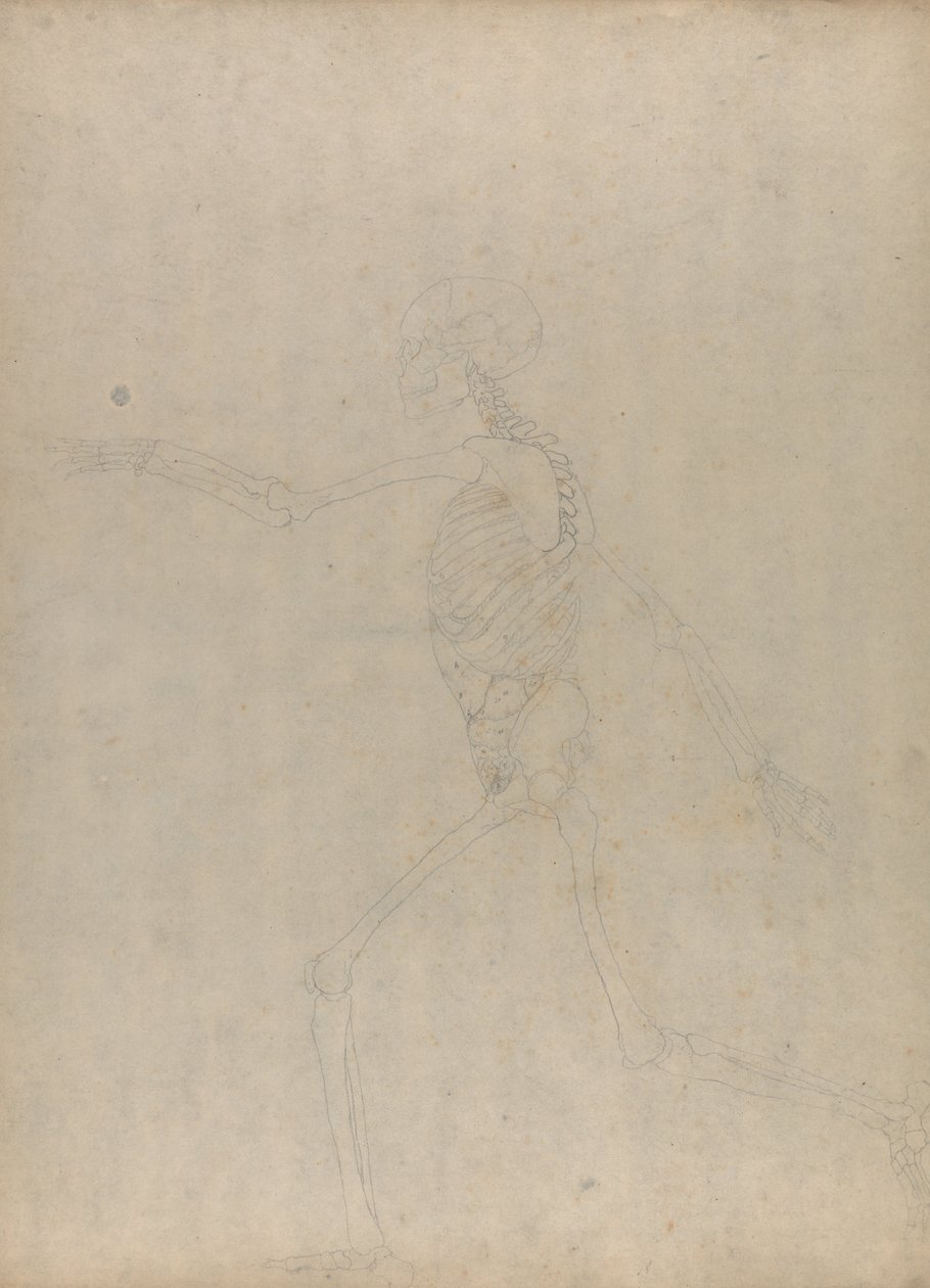 Összehasonlító anatómiai expozíció az emberi test felépítéséről egy tigris és egy társa ... alkotó: George Stubbs