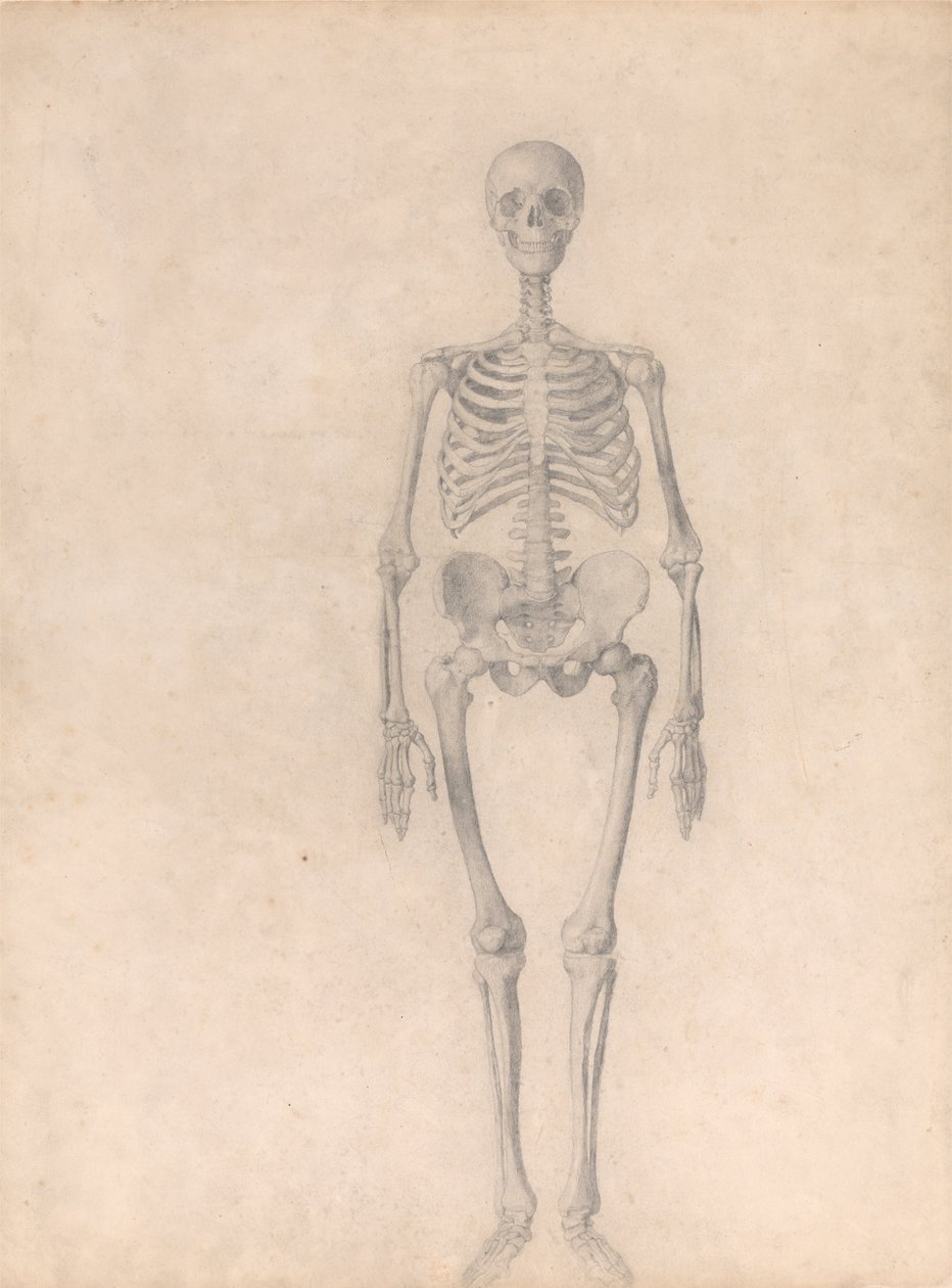 Összehasonlító anatómiai expozíció az emberi test felépítéséről egy tigris és egy társa ... alkotó: George Stubbs