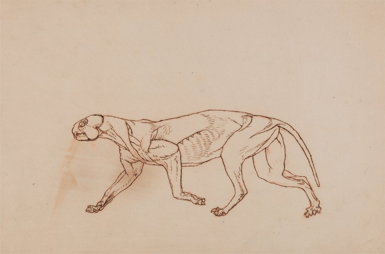 Összehasonlító anatómiai expozíció az emberi test felépítéséről egy tigris és egy társa ... alkotó: George Stubbs