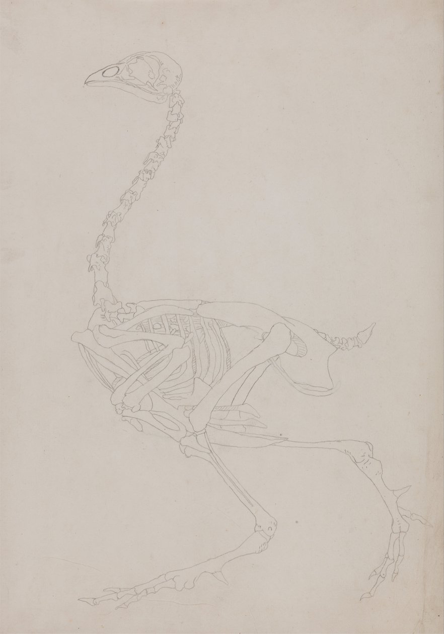 Összehasonlító anatómiai expozíció az emberi test felépítéséről egy tigris és egy társa ... alkotó: George Stubbs