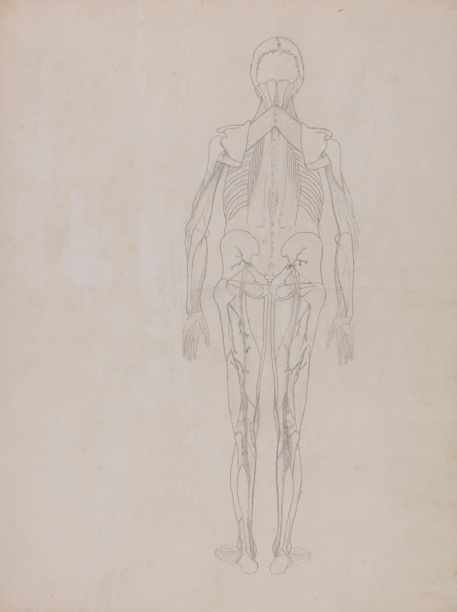 Összehasonlító anatómiai expozíció az emberi test felépítéséről egy tigris és egy társa ... alkotó: George Stubbs