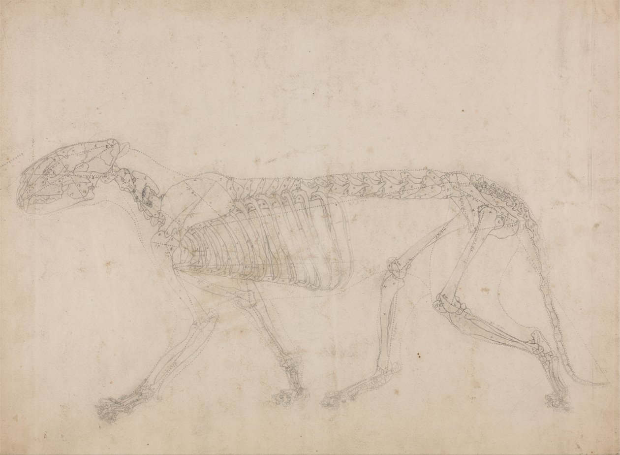 Összehasonlító anatómiai expozíció az emberi test felépítéséről egy tigris és egy társa ... alkotó: George Stubbs