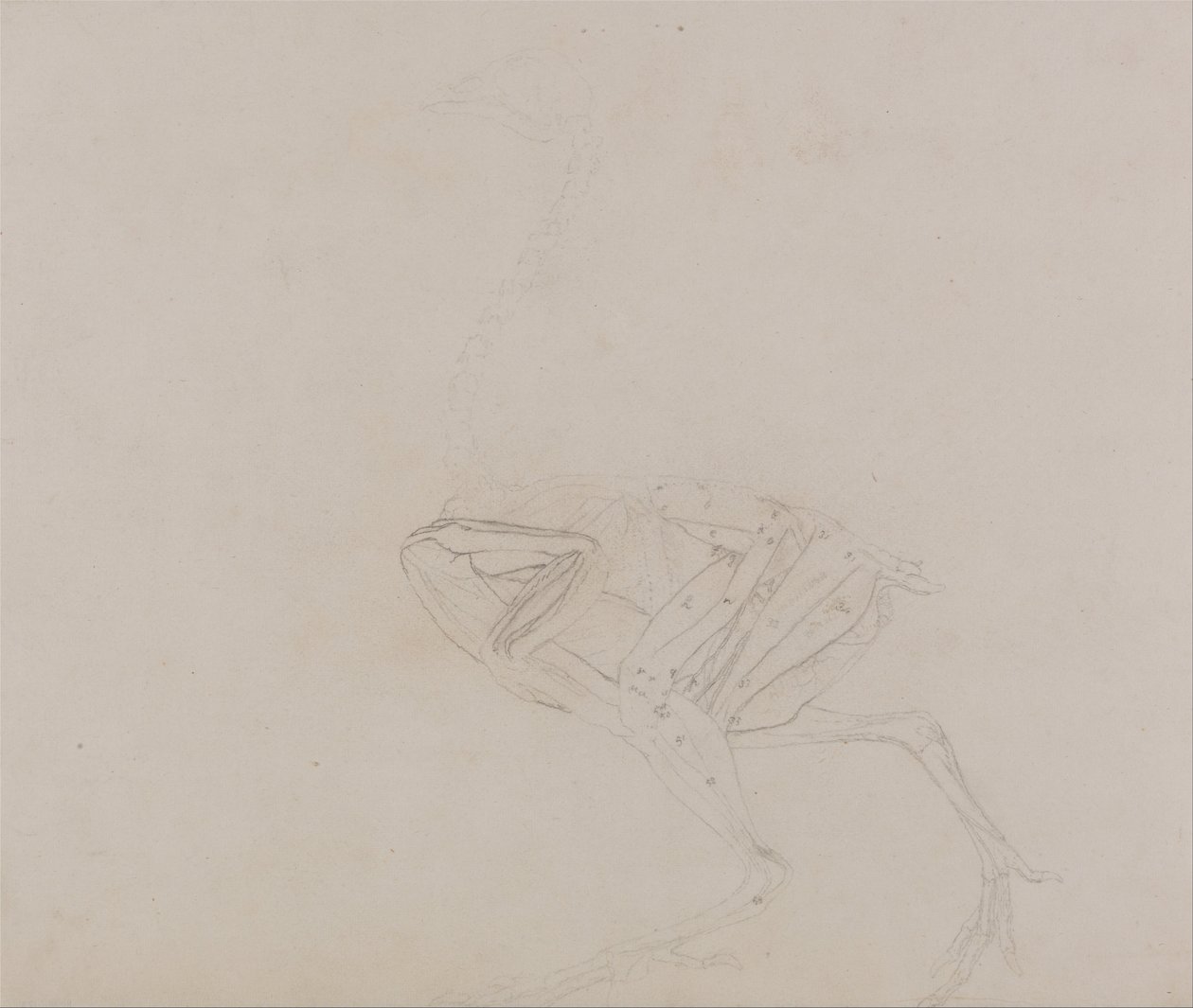 Összehasonlító anatómiai expozíció az emberi test felépítéséről egy tigris és egy társa ... alkotó: George Stubbs