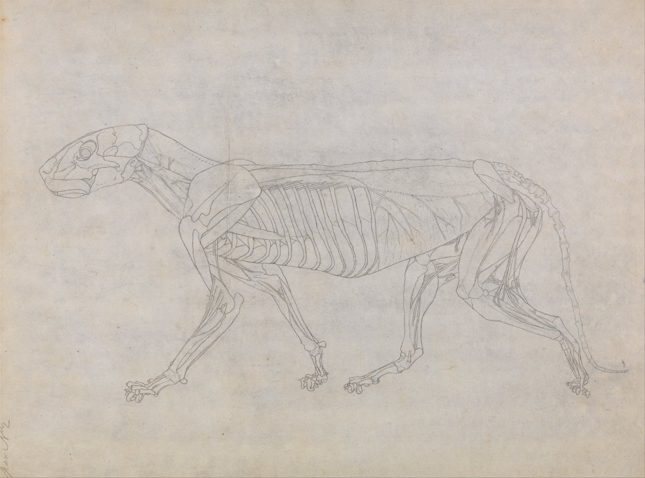 Összehasonlító anatómiai expozíció az emberi test felépítéséről egy tigris és egy társa ... alkotó: George Stubbs