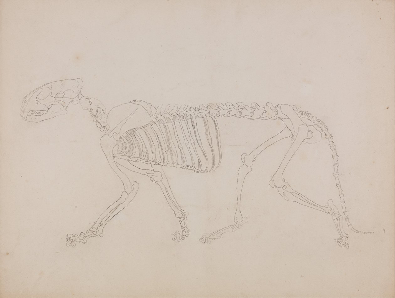 Összehasonlító anatómiai expozíció az emberi test felépítéséről egy tigris és egy társa ... alkotó: George Stubbs