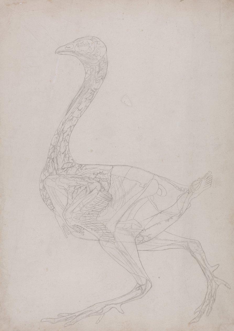 Összehasonlító anatómiai expozíció az emberi test felépítéséről egy tigris és egy társa ... alkotó: George Stubbs