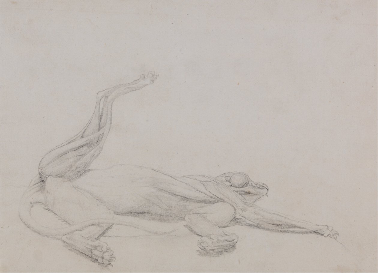 Összehasonlító anatómiai expozíció az emberi test felépítéséről egy tigris és egy társa ... alkotó: George Stubbs