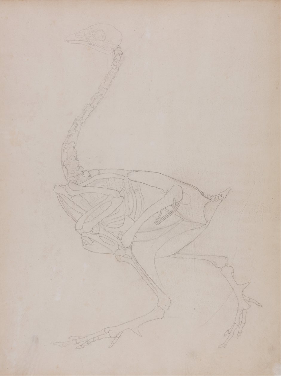 Összehasonlító anatómiai expozíció az emberi test felépítéséről egy tigris és egy társa ... alkotó: George Stubbs
